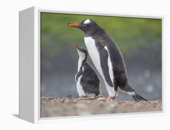 Parent with chick. Gentoo penguin on the Falkland Islands. South America, January-Martin Zwick-Framed Premier Image Canvas