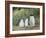 Parent with chick. Gentoo penguin on the Falkland Islands.-Martin Zwick-Framed Photographic Print