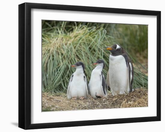 Parent with chick. Gentoo penguin on the Falkland Islands.-Martin Zwick-Framed Photographic Print