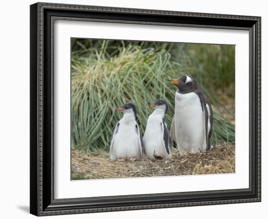 Parent with chick. Gentoo penguin on the Falkland Islands.-Martin Zwick-Framed Photographic Print