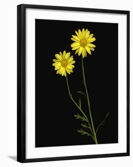 Paris daisies-null-Framed Photographic Print