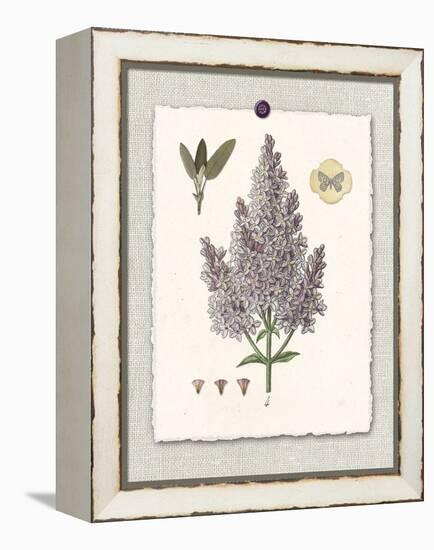 Paris Flea Market Lilacs-Devon Ross-Framed Stretched Canvas