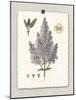 Paris Flea Market Lilacs-Devon Ross-Mounted Art Print