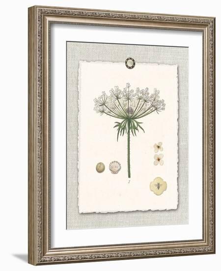 Paris Flea Market Queen Anne's Lace-Devon Ross-Framed Art Print