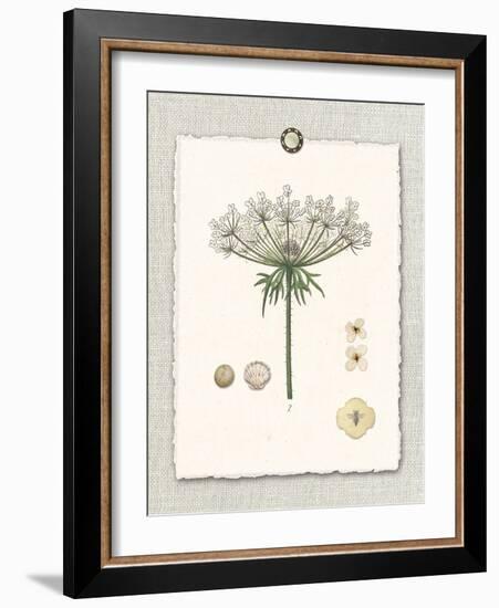 Paris Flea Market Queen Anne's Lace-Devon Ross-Framed Art Print