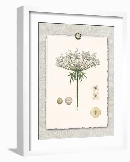 Paris Flea Market Queen Anne's Lace-Devon Ross-Framed Art Print