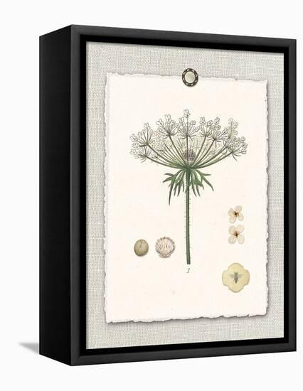 Paris Flea Market Queen Anne's Lace-Devon Ross-Framed Stretched Canvas