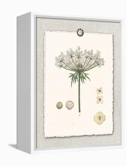 Paris Flea Market Queen Anne's Lace-Devon Ross-Framed Stretched Canvas