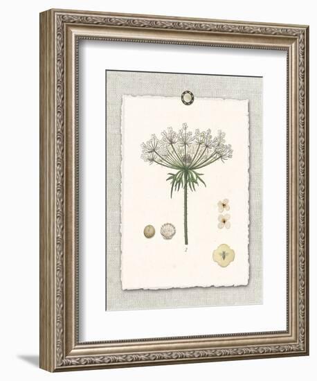 Paris Flea Market Queen Anne's Lace-Devon Ross-Framed Art Print