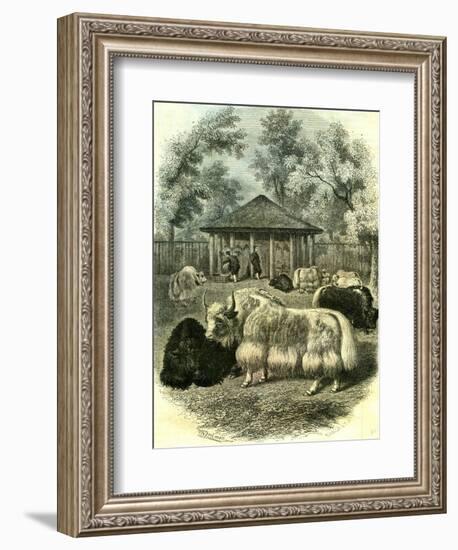 Paris Yaks 1854-null-Framed Giclee Print