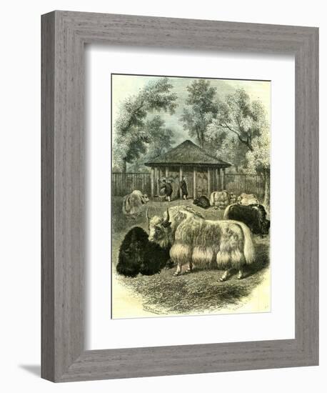 Paris Yaks 1854-null-Framed Giclee Print