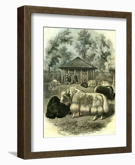 Paris Yaks 1854-null-Framed Giclee Print