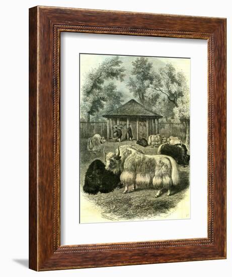 Paris Yaks 1854-null-Framed Giclee Print