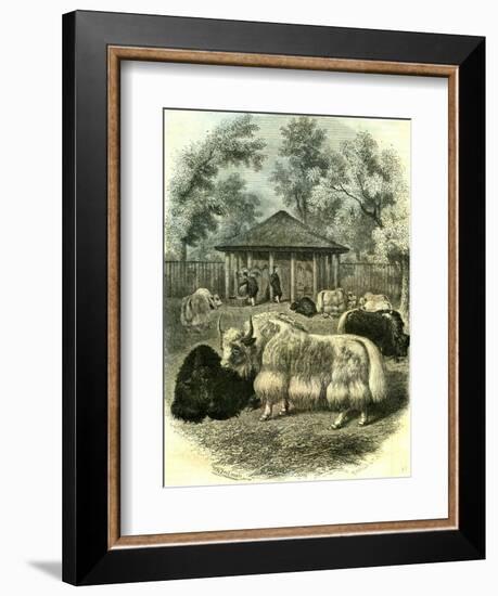 Paris Yaks 1854-null-Framed Giclee Print