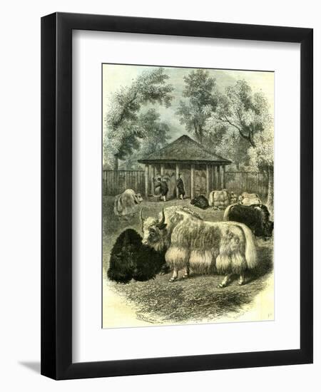 Paris Yaks 1854--Framed Giclee Print