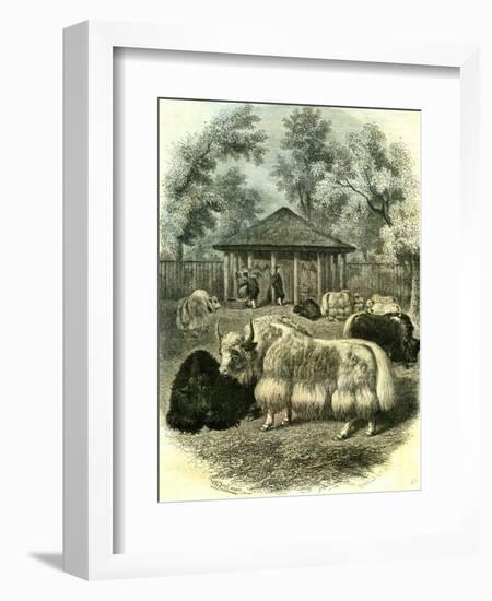 Paris Yaks 1854-null-Framed Giclee Print