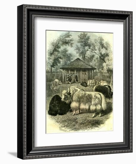 Paris Yaks 1854-null-Framed Giclee Print