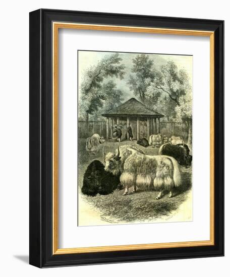 Paris Yaks 1854-null-Framed Giclee Print