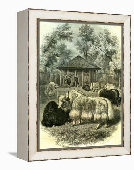 Paris Yaks 1854-null-Framed Premier Image Canvas