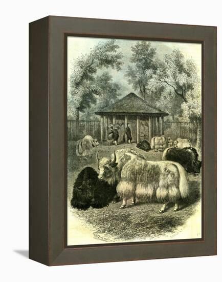 Paris Yaks 1854-null-Framed Premier Image Canvas