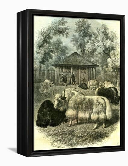 Paris Yaks 1854-null-Framed Premier Image Canvas