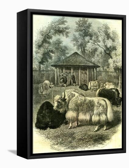 Paris Yaks 1854-null-Framed Premier Image Canvas