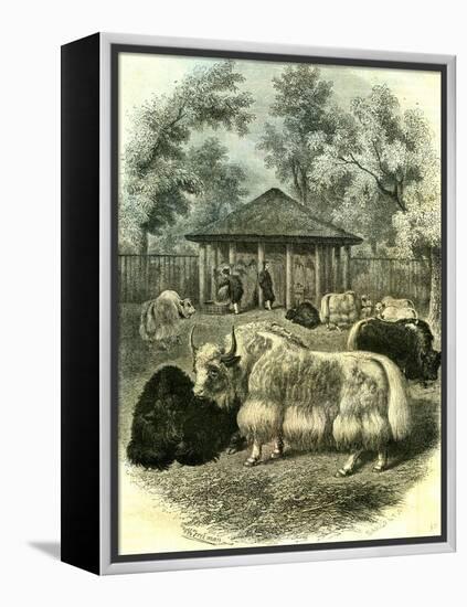 Paris Yaks 1854-null-Framed Premier Image Canvas