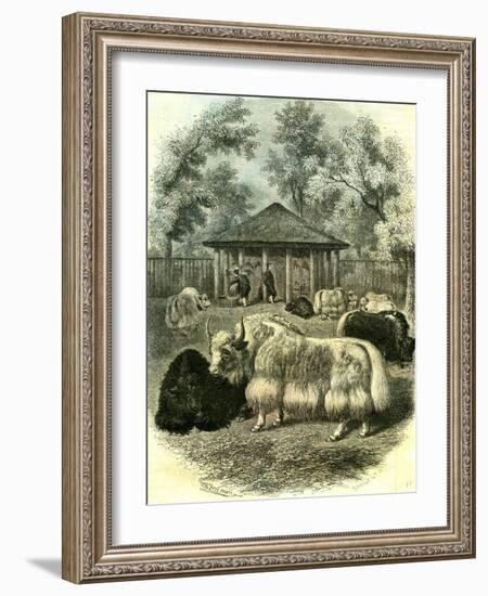 Paris Yaks 1854-null-Framed Giclee Print