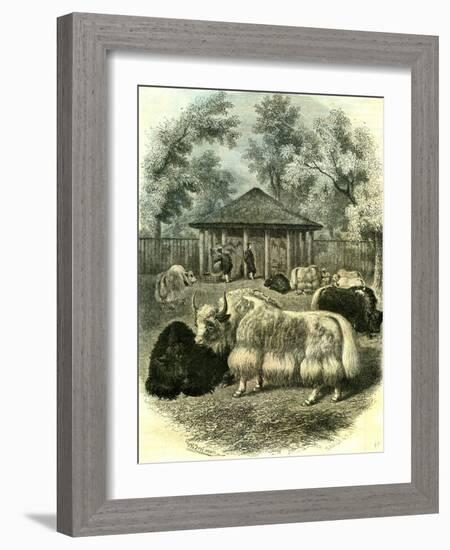 Paris Yaks 1854-null-Framed Giclee Print