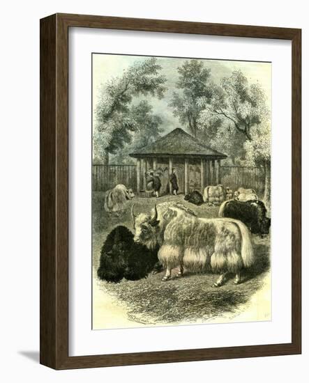 Paris Yaks 1854-null-Framed Giclee Print