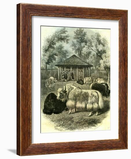 Paris Yaks 1854-null-Framed Giclee Print