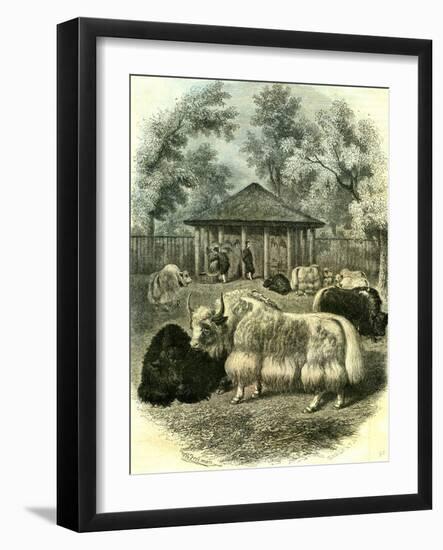 Paris Yaks 1854-null-Framed Giclee Print