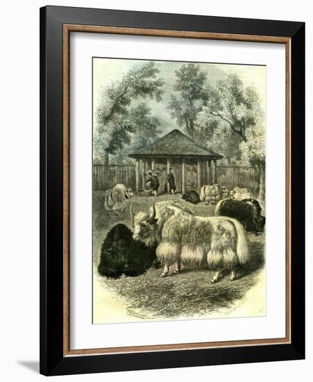 Paris Yaks 1854-null-Framed Giclee Print