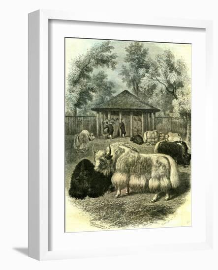 Paris Yaks 1854-null-Framed Giclee Print