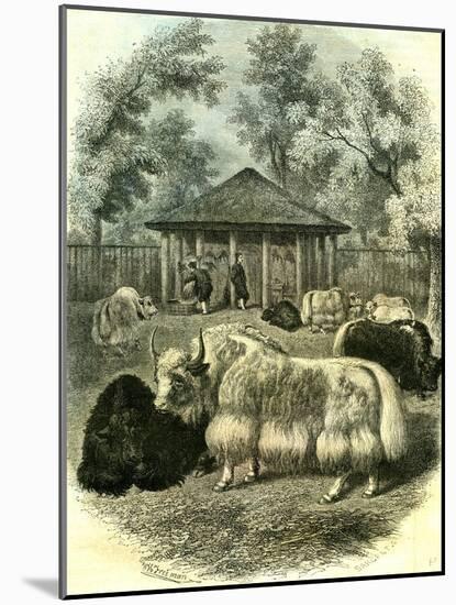 Paris Yaks 1854-null-Mounted Giclee Print