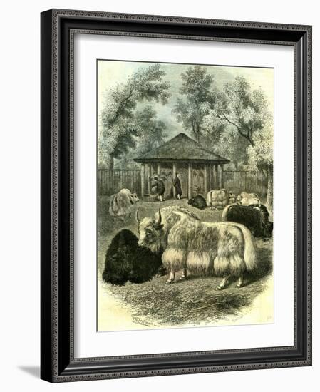 Paris Yaks 1854-null-Framed Giclee Print