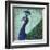 Parisian Peacock II-Elizabeth Medley-Framed Art Print