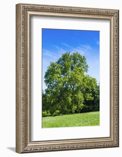 Park and Garden of Villa Demidoff, Pratolino, Vaglia, Firenze, Italy-Nico Tondini-Framed Photographic Print