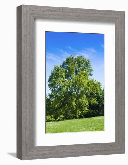 Park and Garden of Villa Demidoff, Pratolino, Vaglia, Firenze, Italy-Nico Tondini-Framed Photographic Print