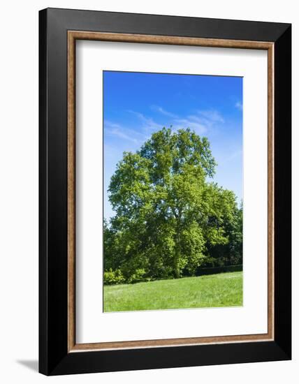 Park and Garden of Villa Demidoff, Pratolino, Vaglia, Firenze, Italy-Nico Tondini-Framed Photographic Print