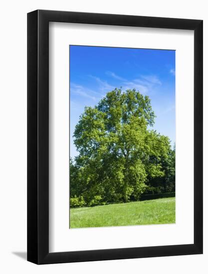 Park and Garden of Villa Demidoff, Pratolino, Vaglia, Firenze, Italy-Nico Tondini-Framed Photographic Print