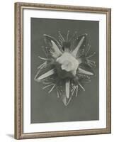 Parnassia palustris-Karl Blossfeldt-Framed Giclee Print
