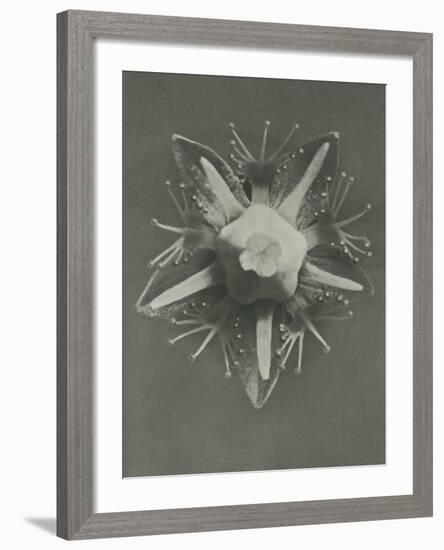 Parnassia palustris-Karl Blossfeldt-Framed Giclee Print