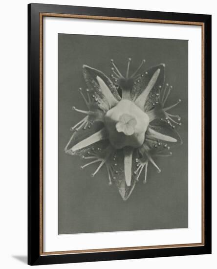 Parnassia palustris-Karl Blossfeldt-Framed Giclee Print