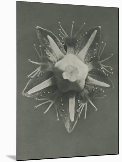 Parnassia palustris-Karl Blossfeldt-Mounted Giclee Print
