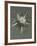 Parnassia palustris-Karl Blossfeldt-Framed Giclee Print