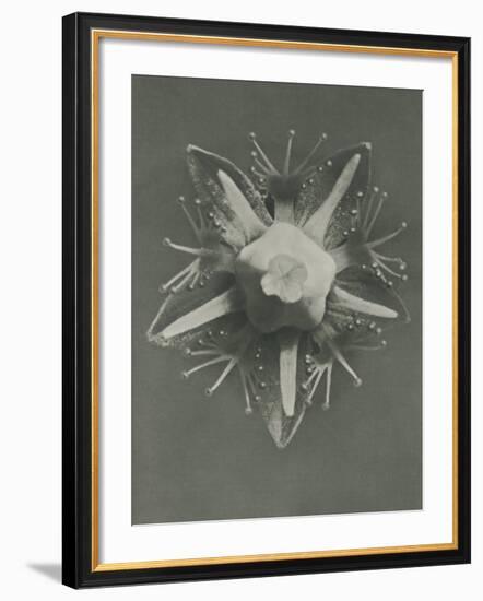 Parnassia palustris-Karl Blossfeldt-Framed Giclee Print