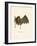 Parnell's Mustached Bat-null-Framed Giclee Print