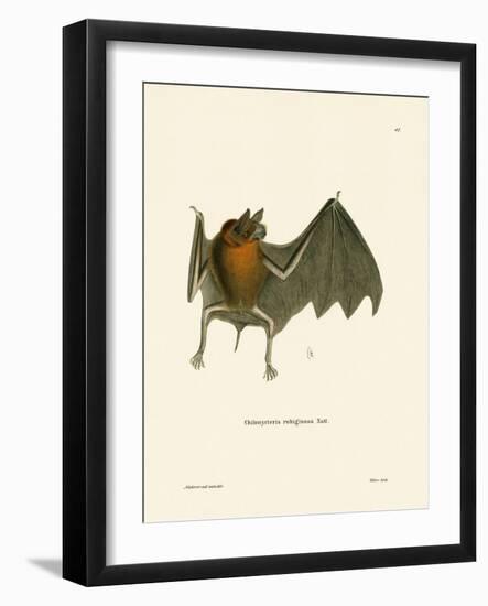 Parnell's Mustached Bat-null-Framed Giclee Print