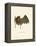 Parnell's Mustached Bat-null-Framed Premier Image Canvas